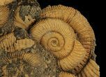 Dactylioceras Ammonite Cluster - Germany #64561-1